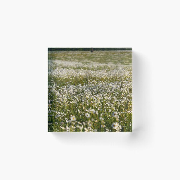 Item preview, Field Daises  designed and sold by Murph's Images.