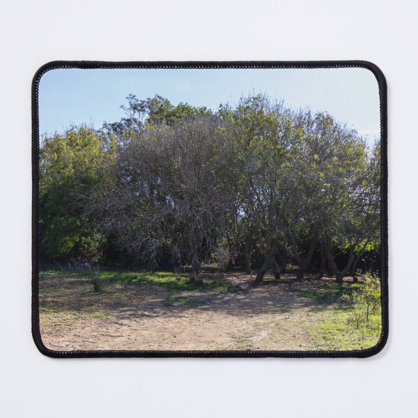 Item preview, Sunny Woodland Grove With Shaded Dirt Path and Low Shrubs in Countryside designed and sold by Nmallia.