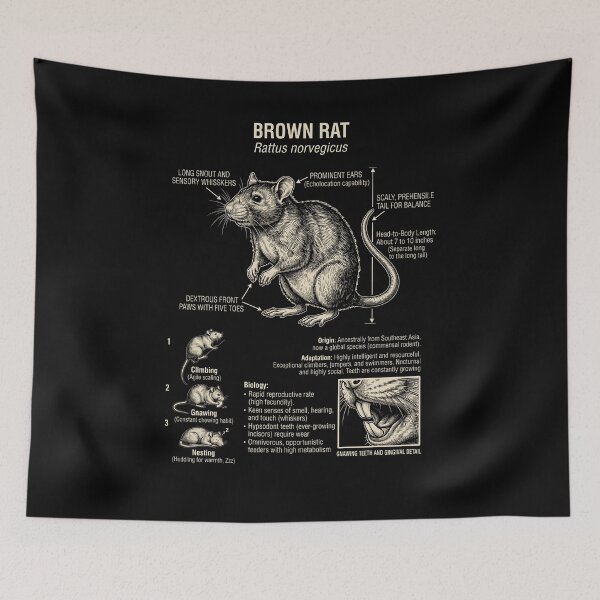 Item preview, Rat Scientific Anatomy Biology Animal Lover designed and sold by Kimberley King Art King Art.