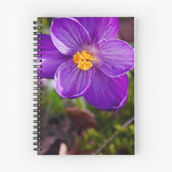 Item preview, Single Vibrant Purple Crocus designed and sold by ShotsbyDesiree.