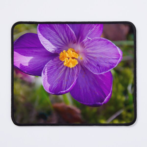 Item preview, Single Vibrant Purple Crocus designed and sold by ShotsbyDesiree.