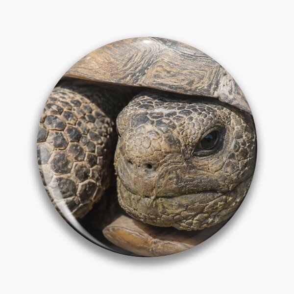 Item preview, Grumpy Old Tortoise designed and sold by Kimberly Palmer.