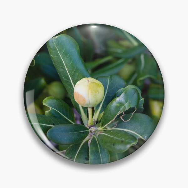 Item preview, Close-Up Of Green Leaves And Unripe Round Fruit On Coastal Shrub Branch With Glossy Foliage designed and sold by Nmallia.