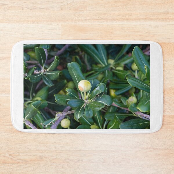 Item preview, Close-Up Of Green Leaves And Unripe Round Fruit On Coastal Shrub Branch With Glossy Foliage designed and sold by Nmallia.