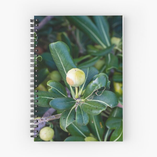 Item preview, Close-Up Of Green Leaves And Unripe Round Fruit On Coastal Shrub Branch With Glossy Foliage designed and sold by Nmallia.