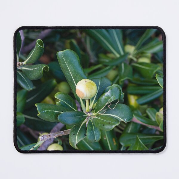 Item preview, Close-Up Of Green Leaves And Unripe Round Fruit On Coastal Shrub Branch With Glossy Foliage designed and sold by Nmallia.