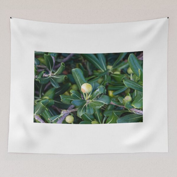 Item preview, Close-Up Of Green Leaves And Unripe Round Fruit On Coastal Shrub Branch With Glossy Foliage designed and sold by Nmallia.