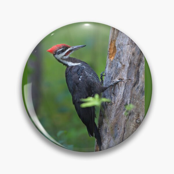 Item preview, Pileated Woodpecker Portrait designed and sold by James Cumming.