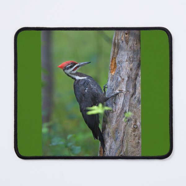 Item preview, Pileated Woodpecker Portrait designed and sold by James Cumming.