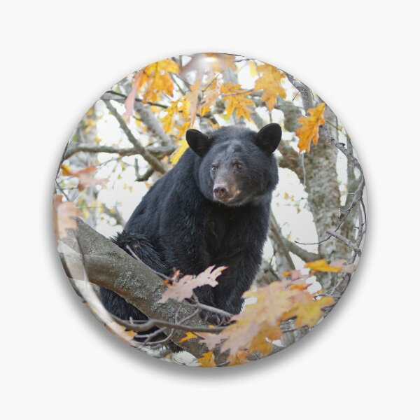Item preview, Black bear in tree designed and sold by James Cumming.