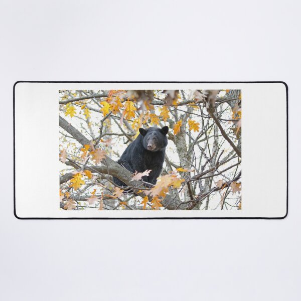 Item preview, Black bear in tree designed and sold by James Cumming.
