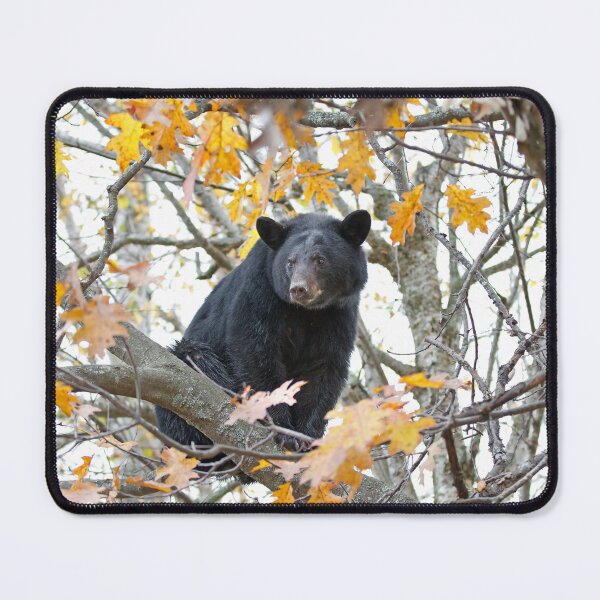 Item preview, Black bear in tree designed and sold by James Cumming.