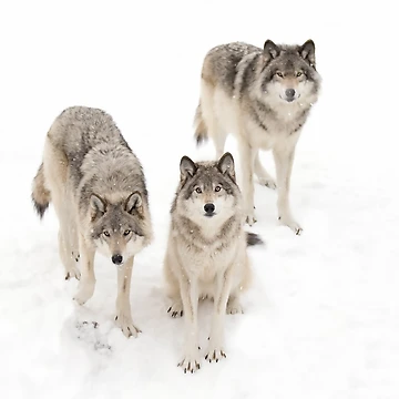 Artwork thumbnail, Timber Wolves by James Cumming