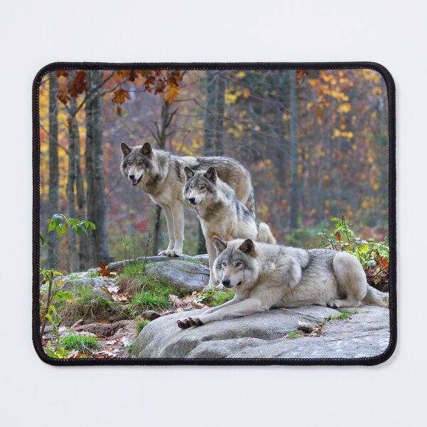 Item preview, Timber Wolves in Autumn designed and sold by James Cumming.