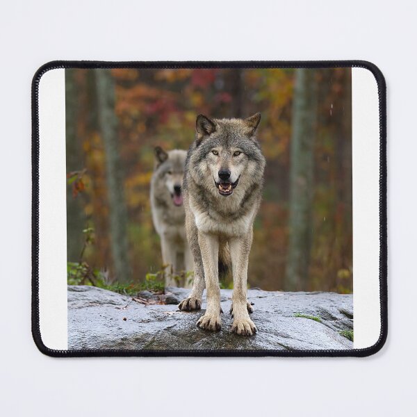 Item preview, Double Trouble - Timber Wolves designed and sold by James Cumming.
