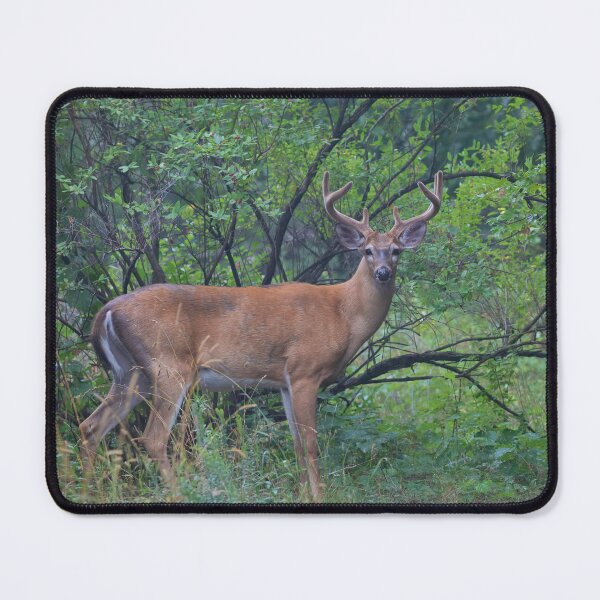 Item preview, White-tailed Buck in Summer designed and sold by James Cumming.
