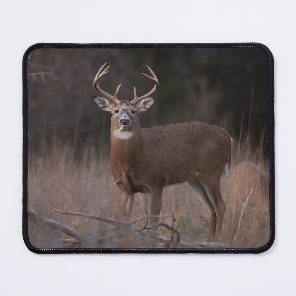 Item preview, White-tailed buck in autumn rut designed and sold by James Cumming.