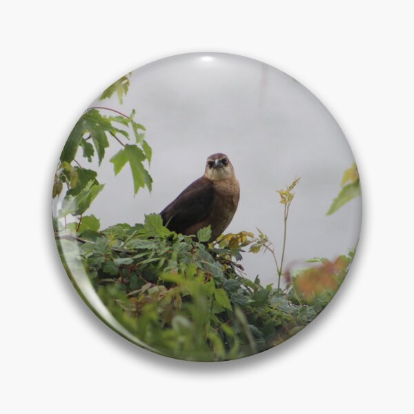 Item preview, Boat-tailed Grackle designed and sold by Cynthia48.