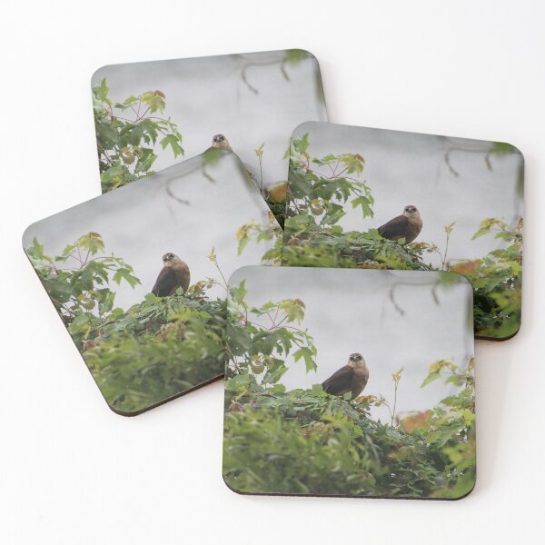 Item preview, Boat-tailed Grackle designed and sold by Cynthia48.