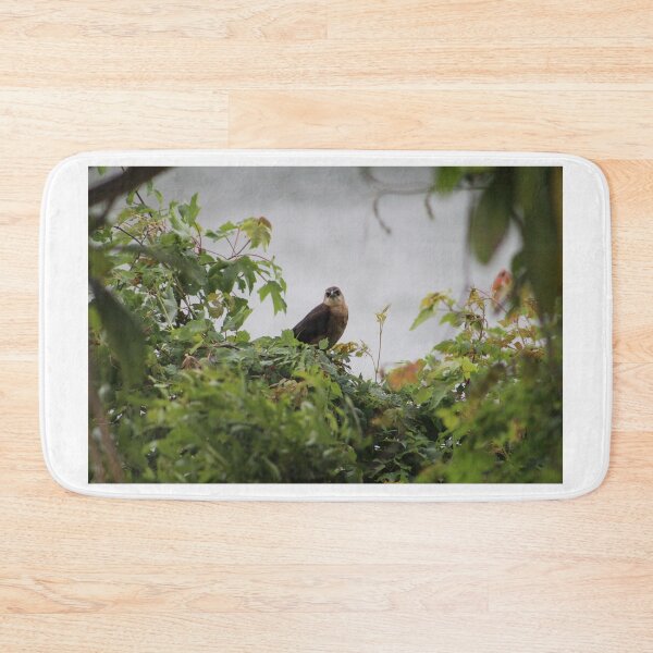 Item preview, Boat-tailed Grackle designed and sold by Cynthia48.