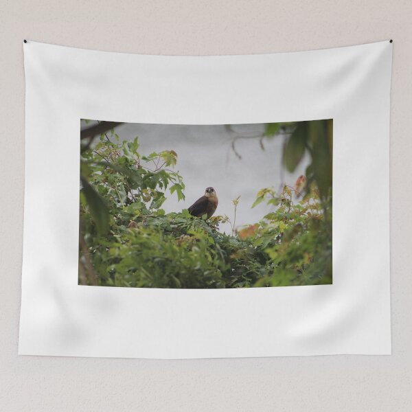 Item preview, Boat-tailed Grackle designed and sold by Cynthia48.