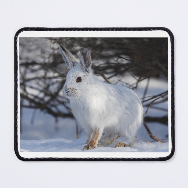 Item preview, Snowshoe hare designed and sold by James Cumming.