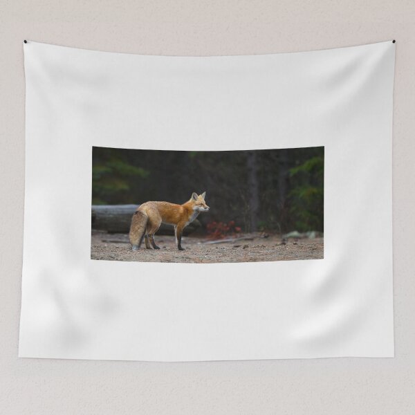 Item preview, Red Fox Landscape - Algonquin Park, Canada designed and sold by James Cumming.