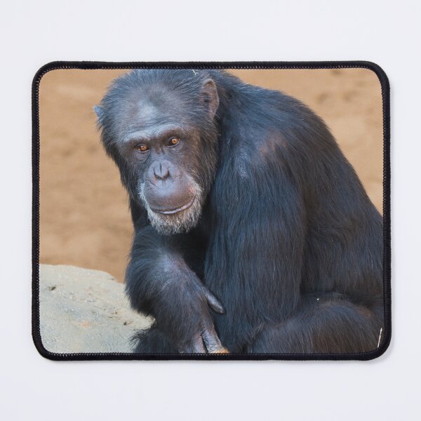 Item preview, Chimpanzee designed and sold by XaviFotografia.
