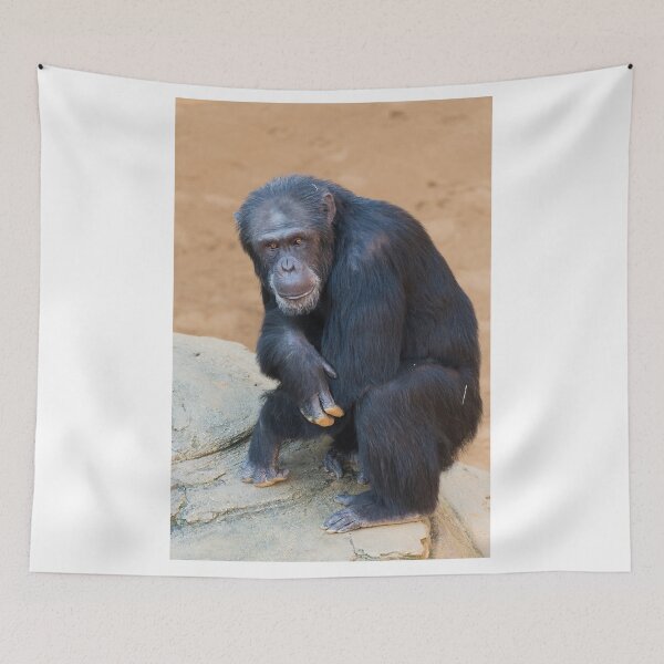 Item preview, Chimpanzee designed and sold by XaviFotografia.