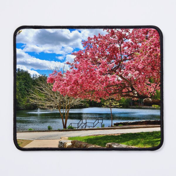 Item preview, Beautiful Flowering Cherry Tree in Cogshall Park designed and sold by BostonArcImage.