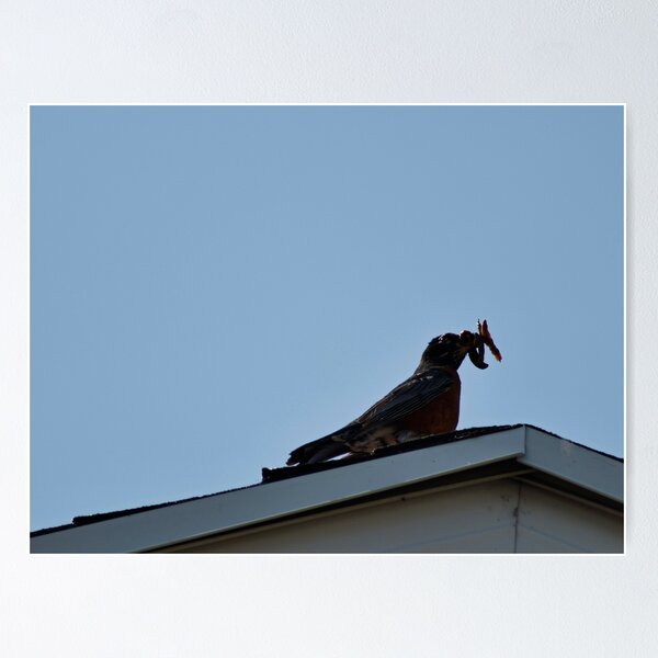 Item preview, American Robin with Worm designed and sold by WilesNailsPower.