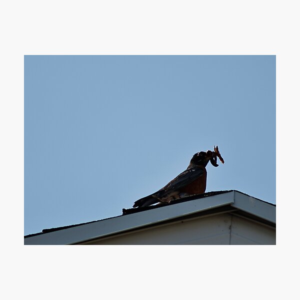 Item preview, American Robin with Worm designed and sold by WilesNailsPower.