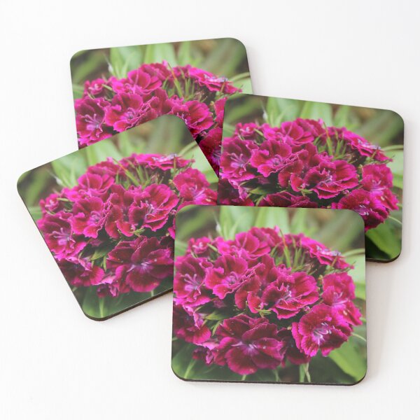Item preview, Vibrant Sweet William Blooms | Cottage Garden Photography designed and sold by Cha-s-lens.