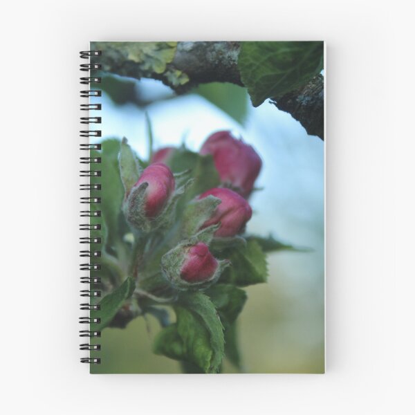 Item preview, Apple Blossom Awakening | Spring Orchard Photography designed and sold by Cha-s-lens.