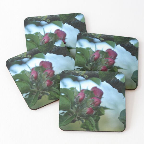 Item preview, Apple Blossom Awakening | Spring Orchard Photography designed and sold by Cha-s-lens.