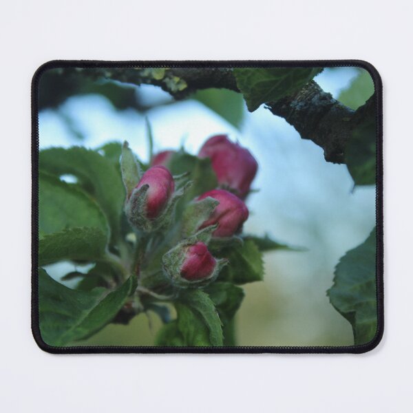 Item preview, Apple Blossom Awakening | Spring Orchard Photography designed and sold by Cha-s-lens.