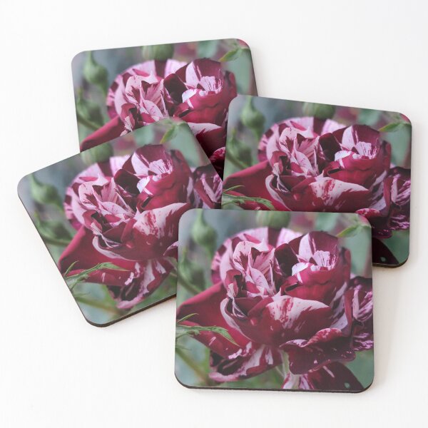 Item preview, Vivid Red Pink Rose Rosa Bloom Decorating Your Summer Garden designed and sold by vtspatial.