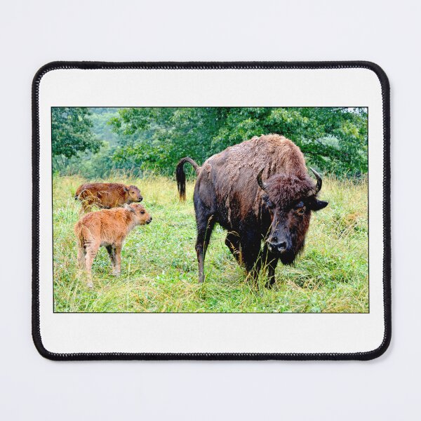 Item preview, Female American Bison with Two Calves designed and sold by AMacGPhilly.