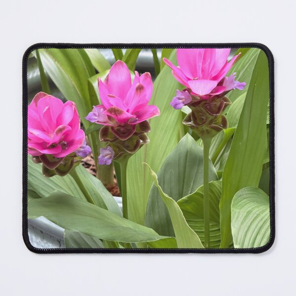 Item preview, Siam Tulip in Full Bloom. designed and sold by Pearls1.