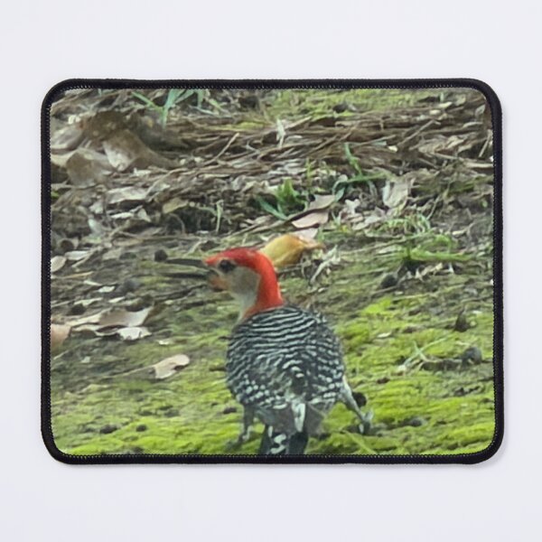 Item preview, Red-Bellied Woodpecker Foraging on the Ground. designed and sold by Pearls1.