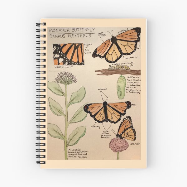 Item preview, Stages of a Monarch designed and sold by EdyJ.