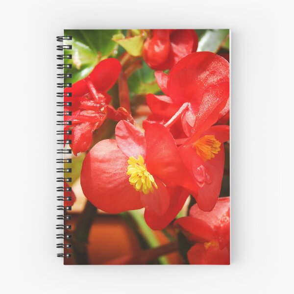 Item preview, Red Begonia designed and sold by gistinker.