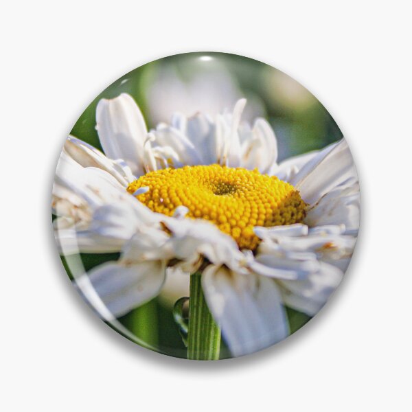 Item preview, Common Daisy In The Summer designed and sold by NatSullivanArt.