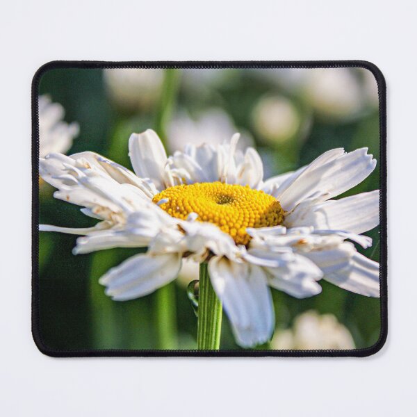 Item preview, Common Daisy In The Summer designed and sold by NatSullivanArt.