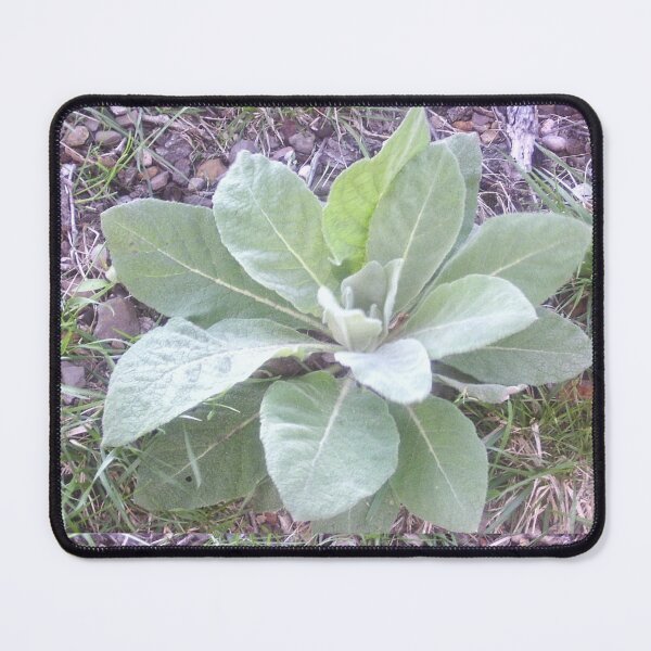 Item preview, Vibrant Young Plant in Garden designed and sold by CreationLens.