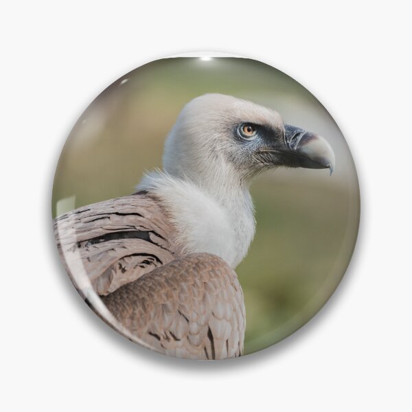 Item preview, Griffon vulture designed and sold by XaviFotografia.