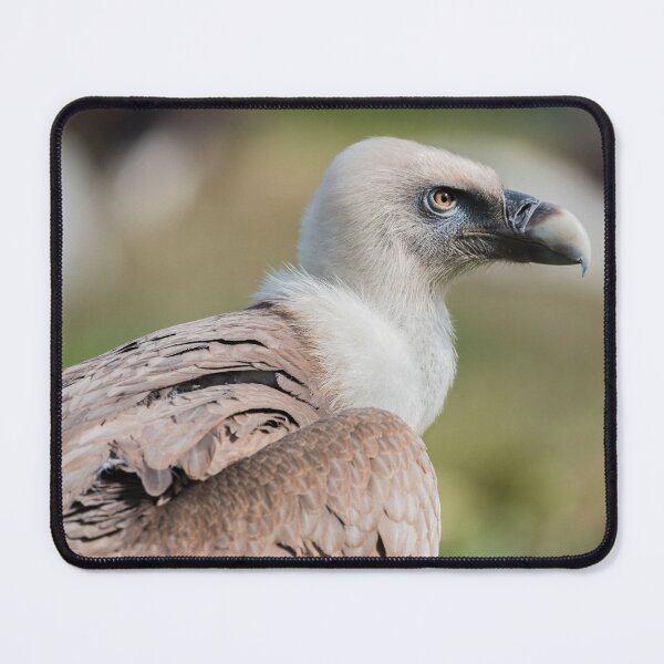 Item preview, Griffon vulture designed and sold by XaviFotografia.