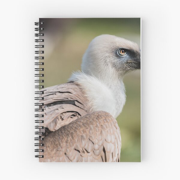 Item preview, Griffon vulture designed and sold by XaviFotografia.