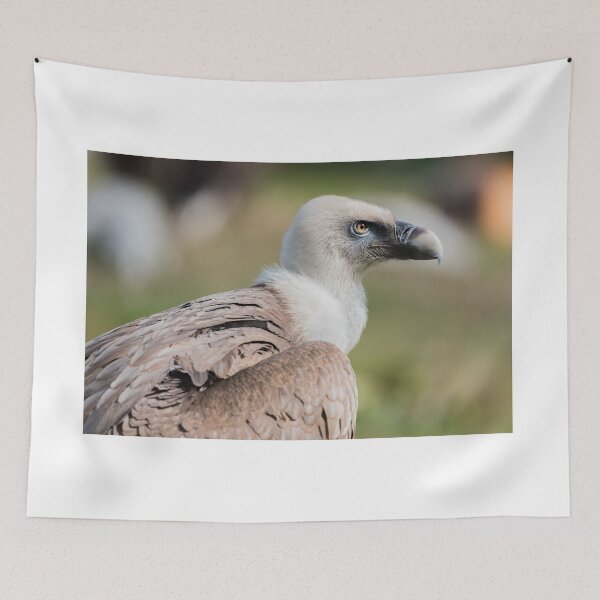 Item preview, Griffon vulture designed and sold by XaviFotografia.