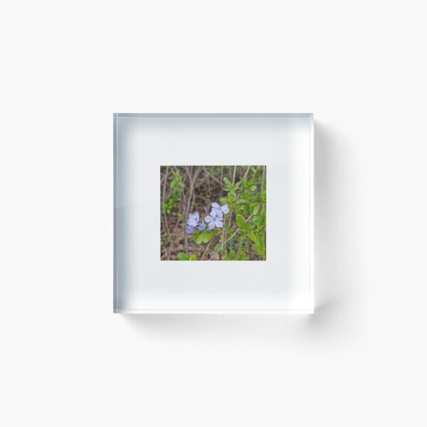 Item preview, spring bloom, Blue Plumbago bush designed and sold by Lunar-Dragon.
